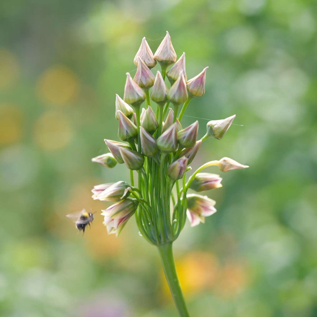 Ail - Set de 30 - Allium 'Nectaroscordum' - Bulbes à fleurs - Rose