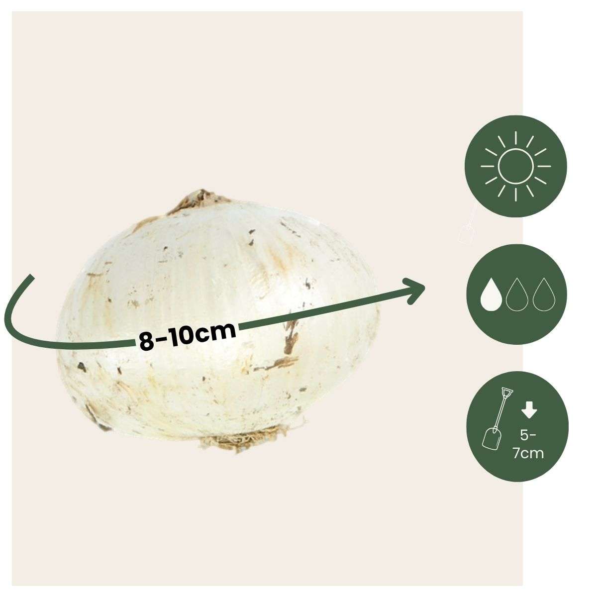 Ail - Set de 30 - Allium 'Nectaroscordum' - Bulbes à fleurs - Rose