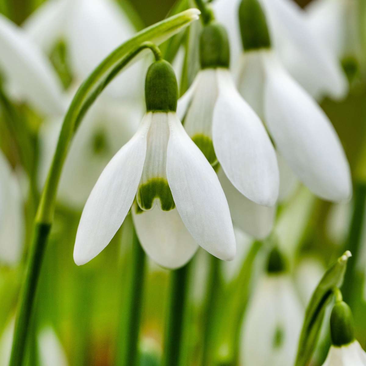 Perce-neige - Set de 50 - Galanthus elwesii - Bulbes à fleurs - Blanc - TD Plantz