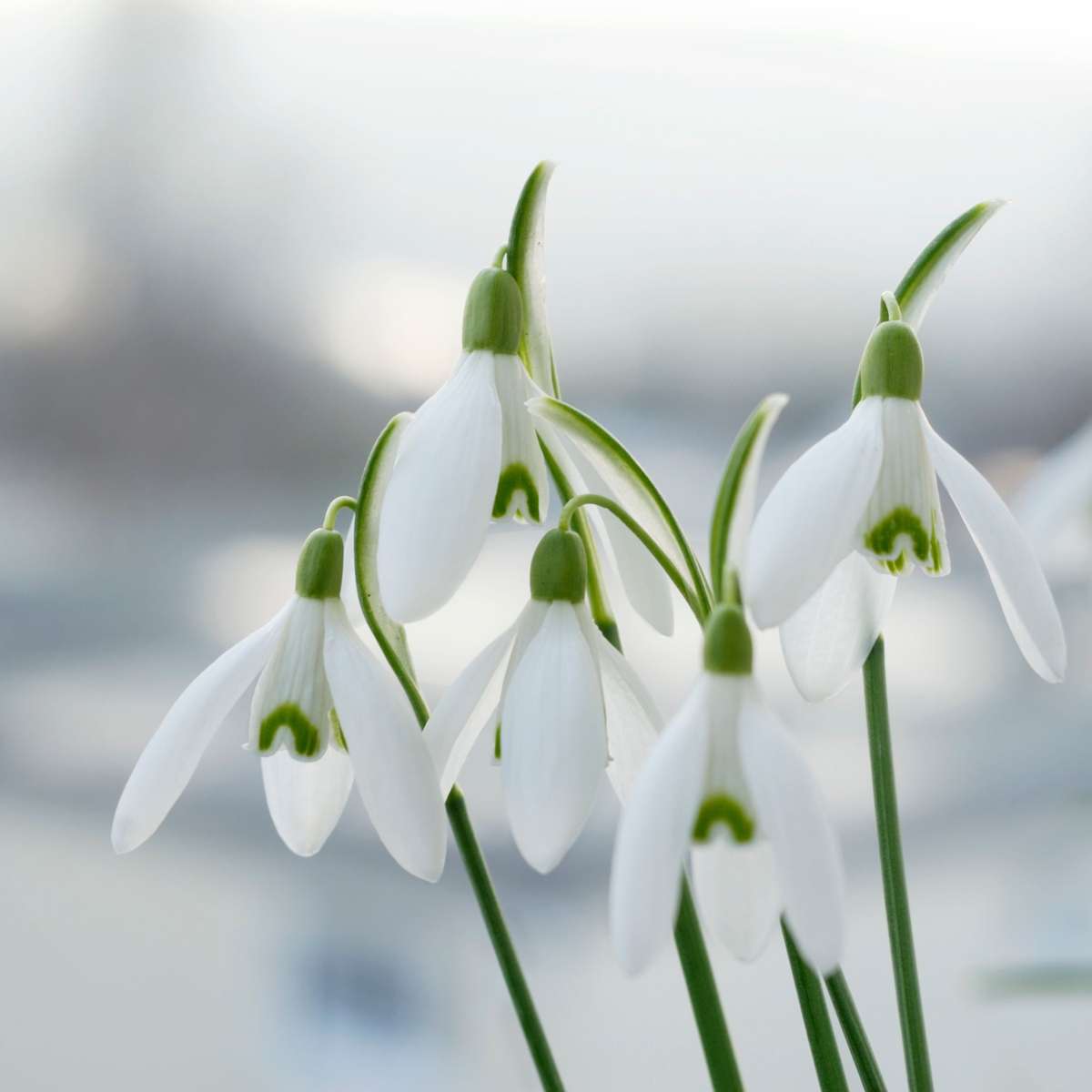 Perce-neige - Set de 50 - Galanthus elwesii - Bulbes à fleurs - Blanc - TD Plantz