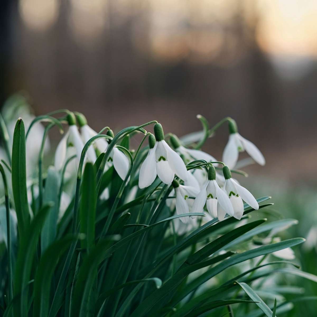 Perce-neige - Set de 50 - Galanthus elwesii - Bulbes à fleurs - Blanc - TD Plantz