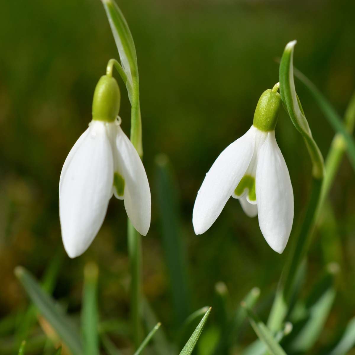 Perce-neige - Set de 50 - Galanthus elwesii - Bulbes à fleurs - Blanc - TD Plantz