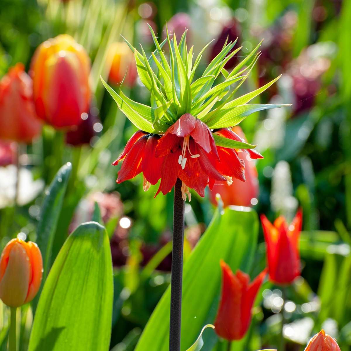 Fritillaire rouge - Set de 3 - Fritillaria rubra - Bulbes à fleurs - Orange