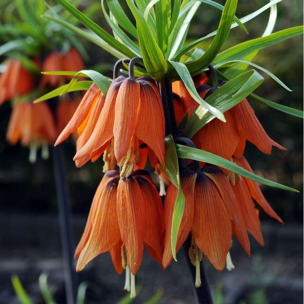 Fritillaire rouge - Set de 3 - Fritillaria rubra - Bulbes à fleurs - Orange