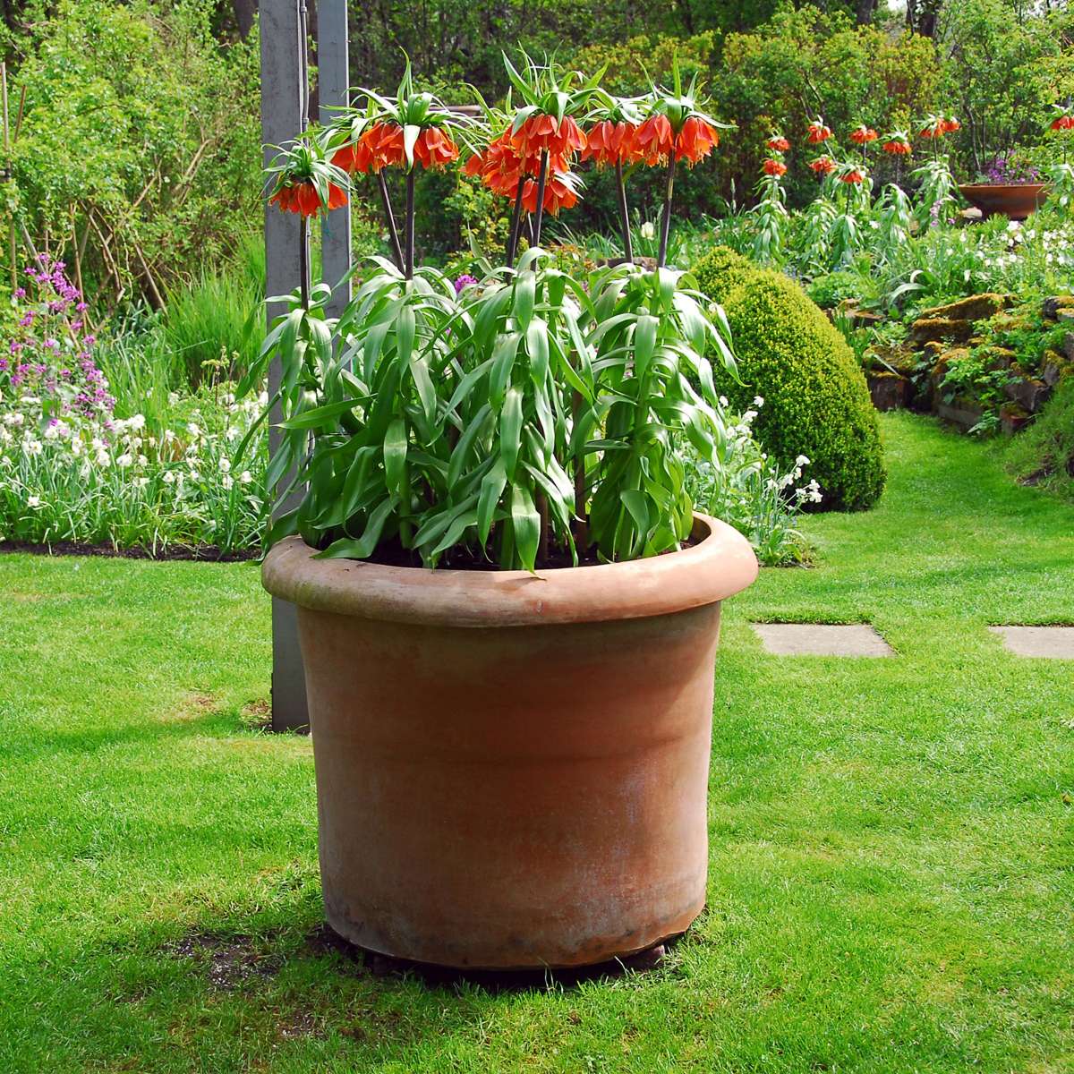 Fritillaire rouge - Set de 3 - Fritillaria rubra - Bulbes à fleurs - Orange