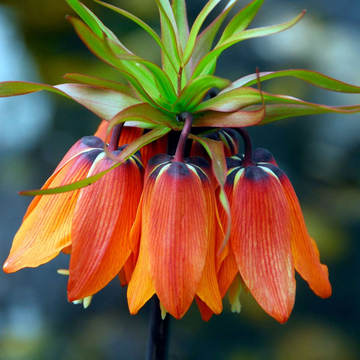 Fritillaire rouge - Set de 3 - Fritillaria rubra - Bulbes à fleurs - Orange
