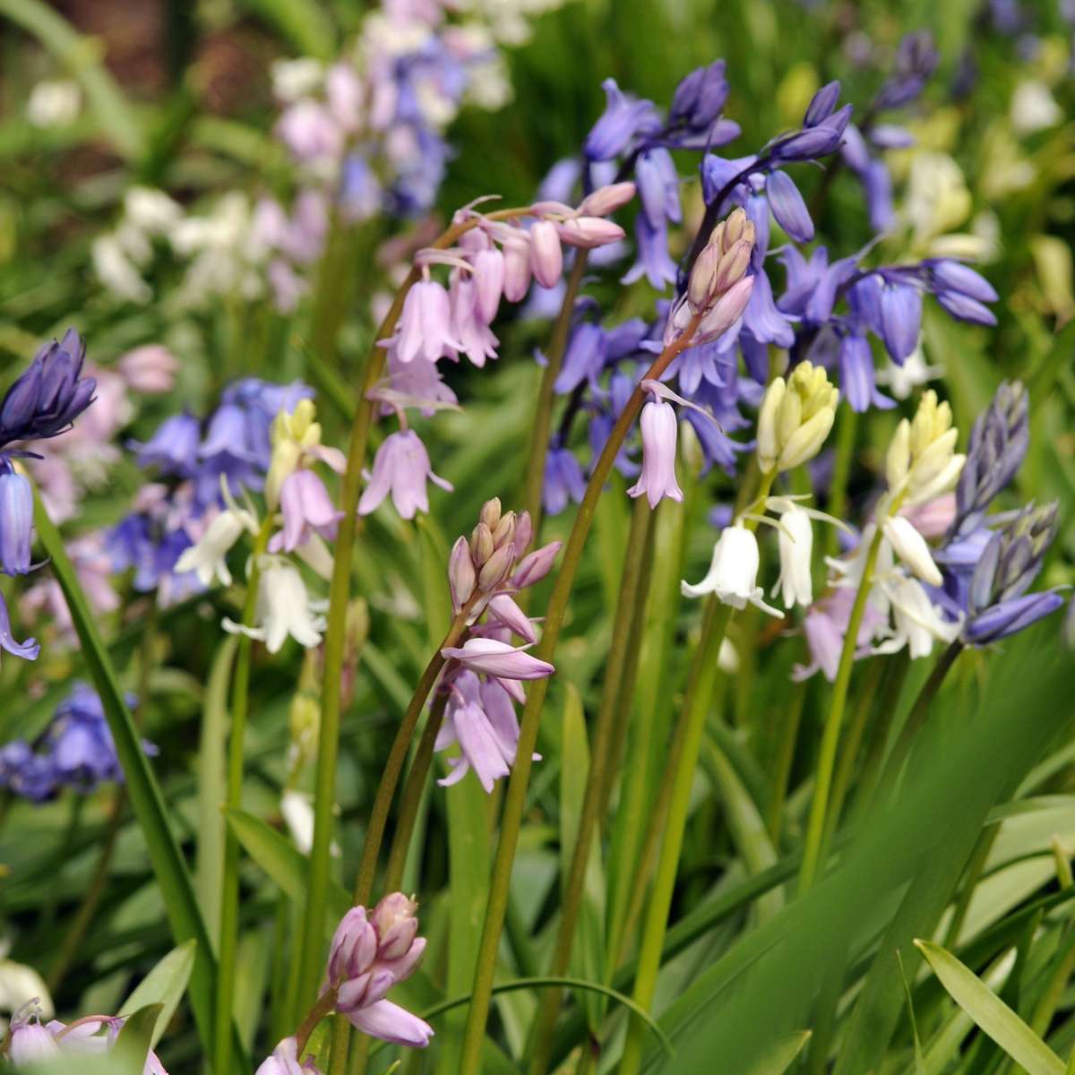 Jacinthe - Set de 40 - Hyacinthoides Hispanica - Bulbes à fleurs