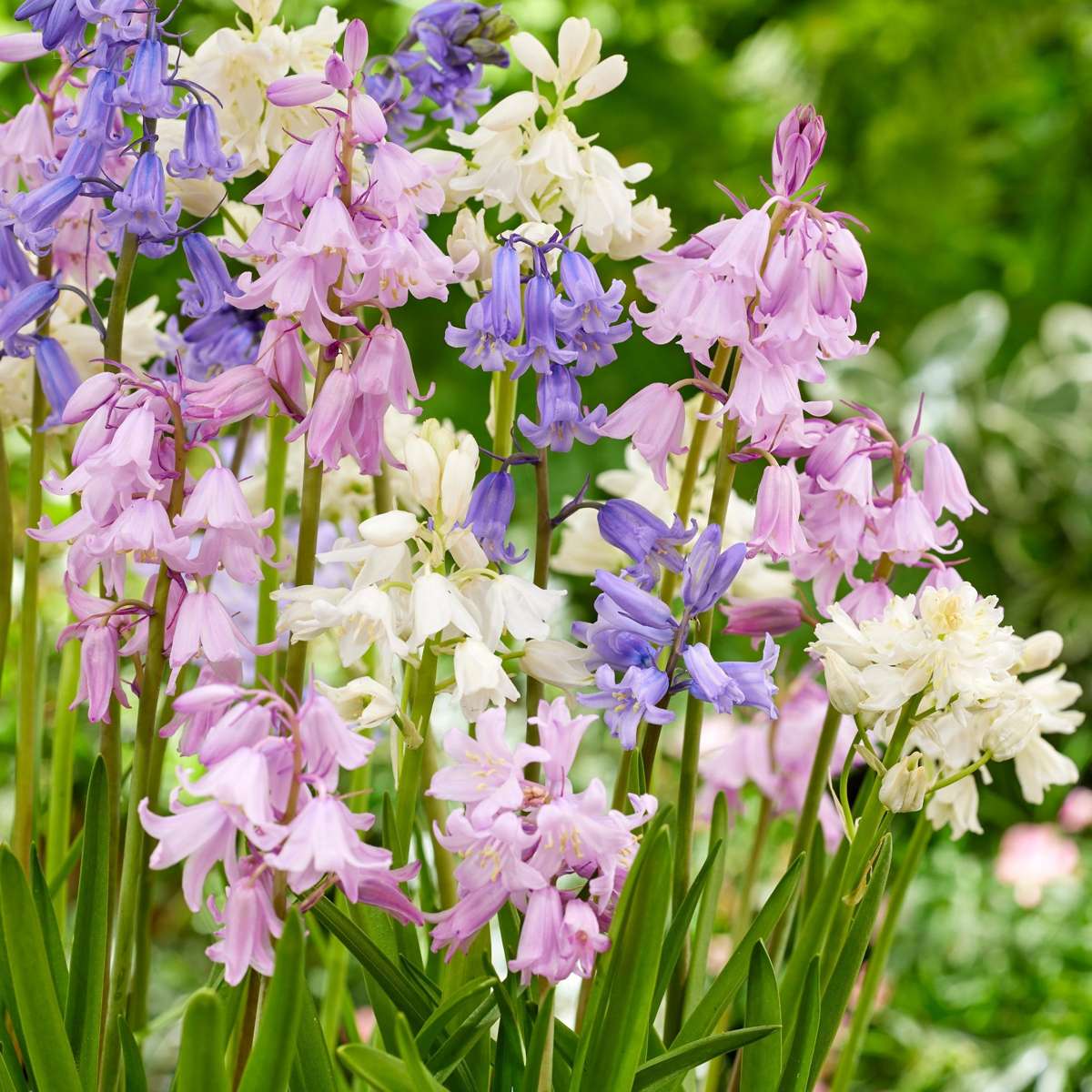 Jacinthe - Set de 40 - Hyacinthoides Hispanica - Bulbes à fleurs