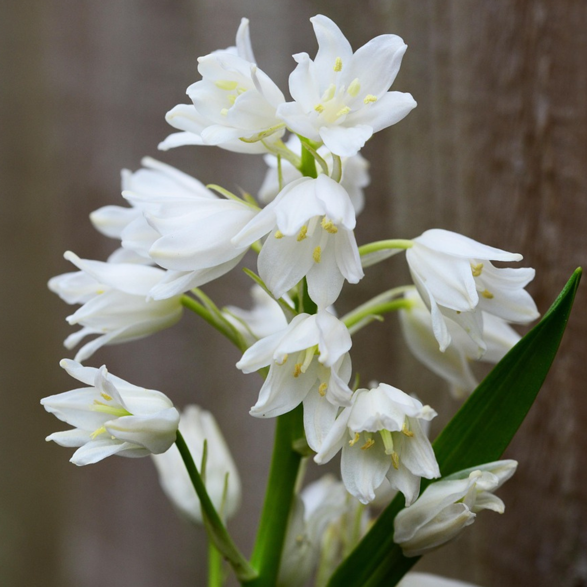 Jacinthe - Set de 40 - Hyacinthoides Hispanica - Bulbes à fleurs