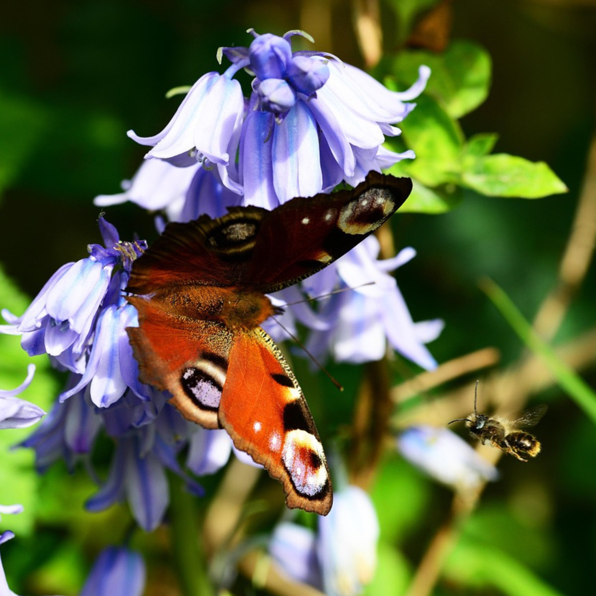 Jacinthe - Set de 40 - Hyacinthoides Hispanica - Bulbes à fleurs