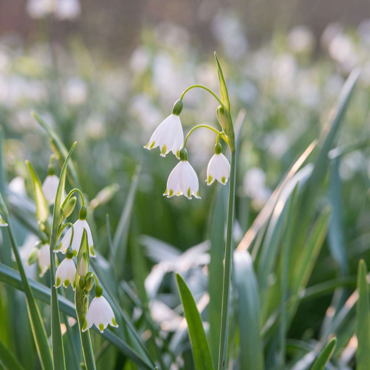 Nivéole d'été - Set de 20 - Leucojum aestivum - Bulbes à fleurs - Blanc