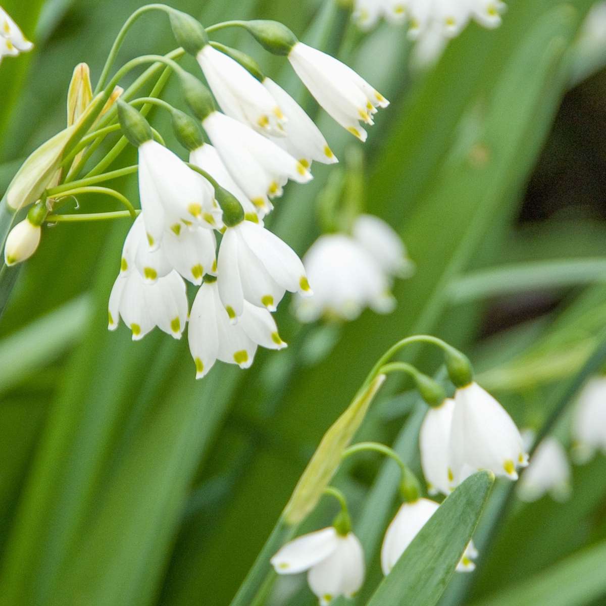 Nivéole d'été - Set de 20 - Leucojum aestivum - Bulbes à fleurs - Blanc