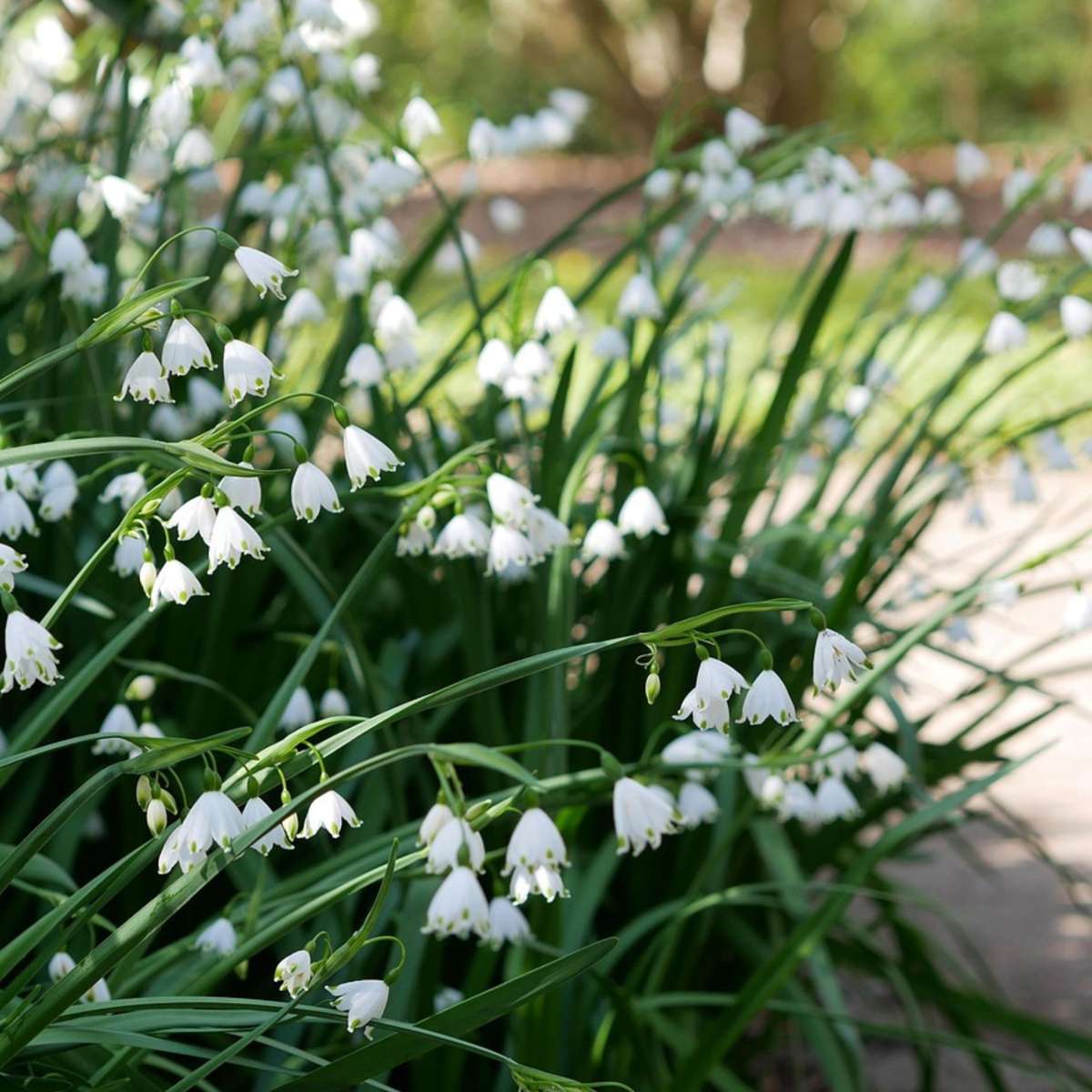 Nivéole d'été - Set de 20 - Leucojum aestivum - Bulbes à fleurs - Blanc