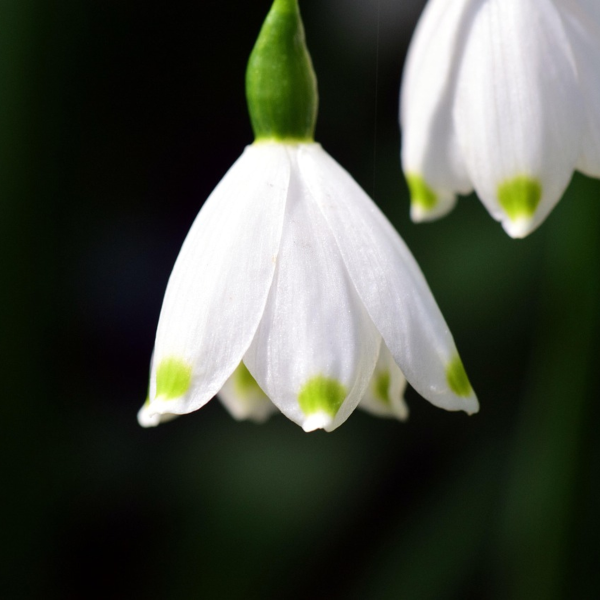 Nivéole d'été - Set de 20 - Leucojum aestivum - Bulbes à fleurs - Blanc