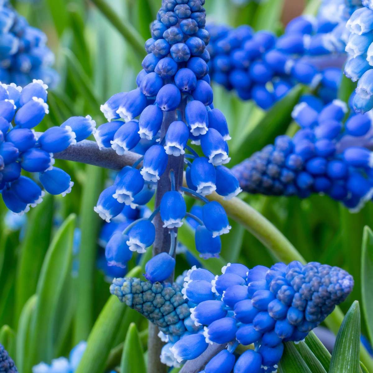 Muscari d'Arménie - Set de 100 - Muscari armeniacum - Bulbes à fleurs - Bleu