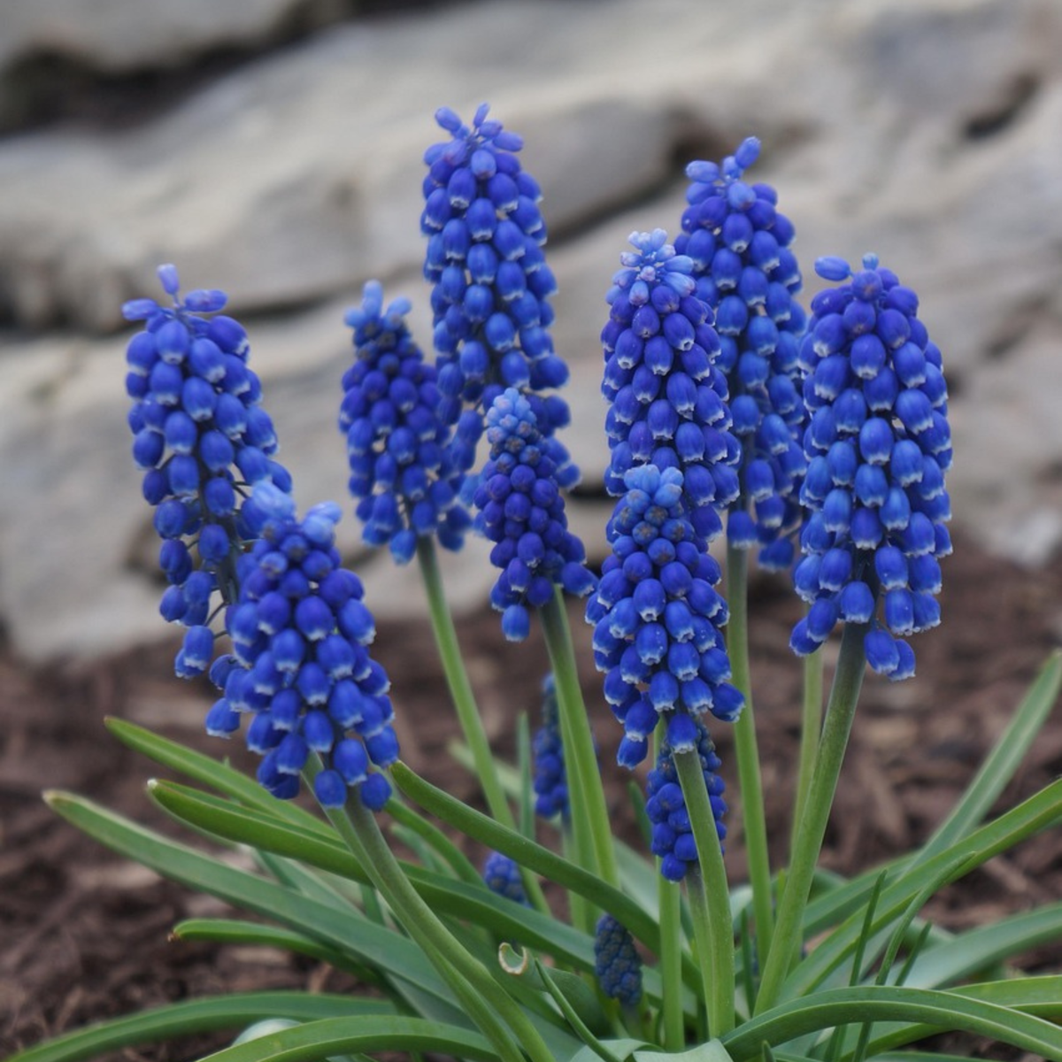 Muscari d'Arménie - Set de 100 - Muscari armeniacum - Bulbes à fleurs - Bleu