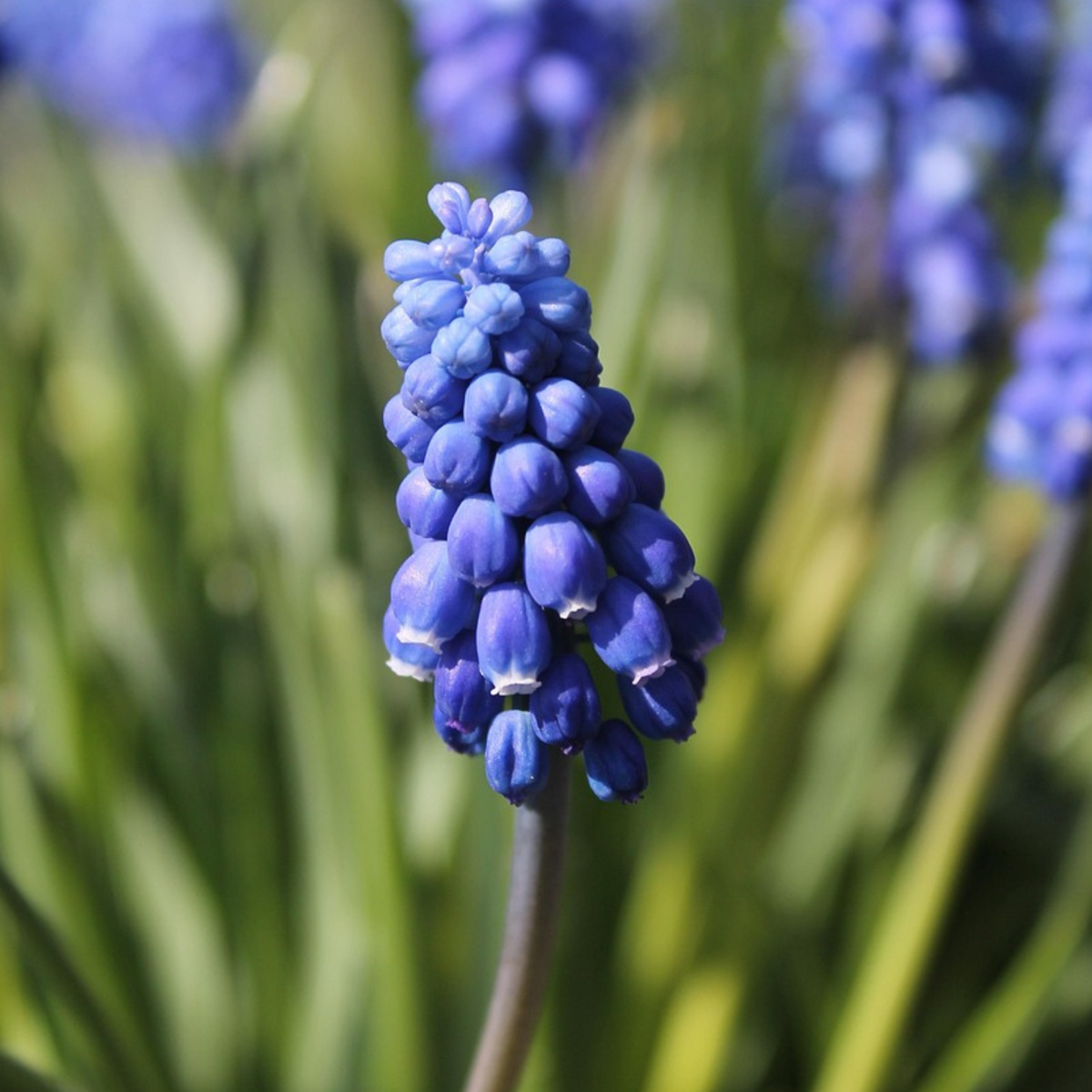 Muscari d'Arménie - Set de 100 - Muscari armeniacum - Bulbes à fleurs - Bleu