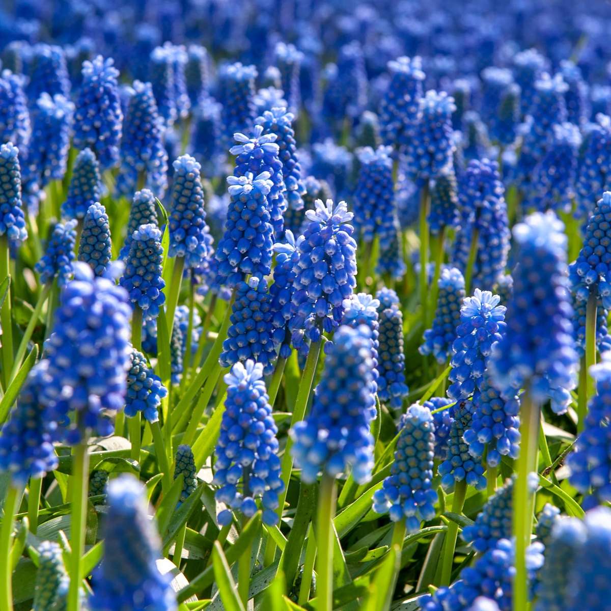 Muscari d'Arménie - Set de 100 - Muscari armeniacum - Bulbes à fleurs - Bleu