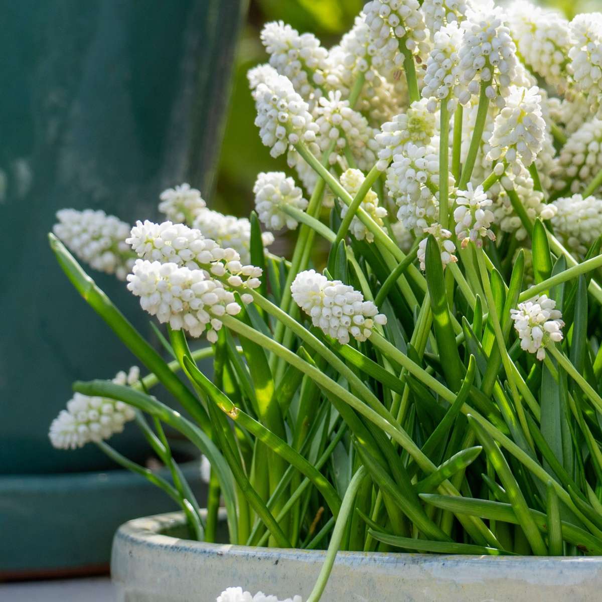 Perce-neige - Set de 50 - Muscari 'White Magic' - Bulbes à fleurs - Blanc