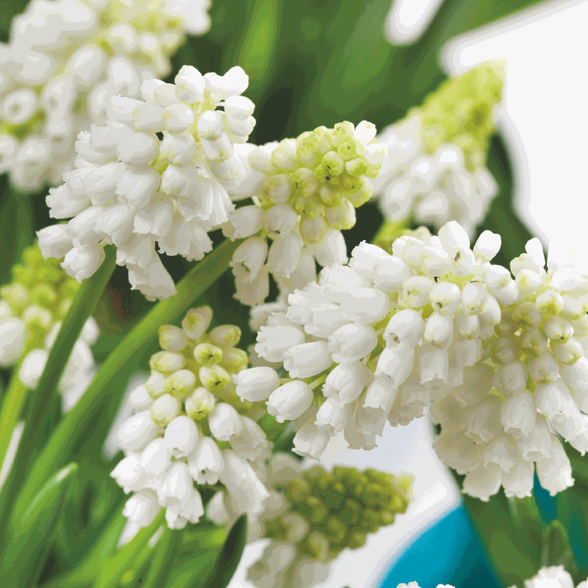 Perce-neige - Set de 50 - Muscari 'White Magic' - Bulbes à fleurs - Blanc