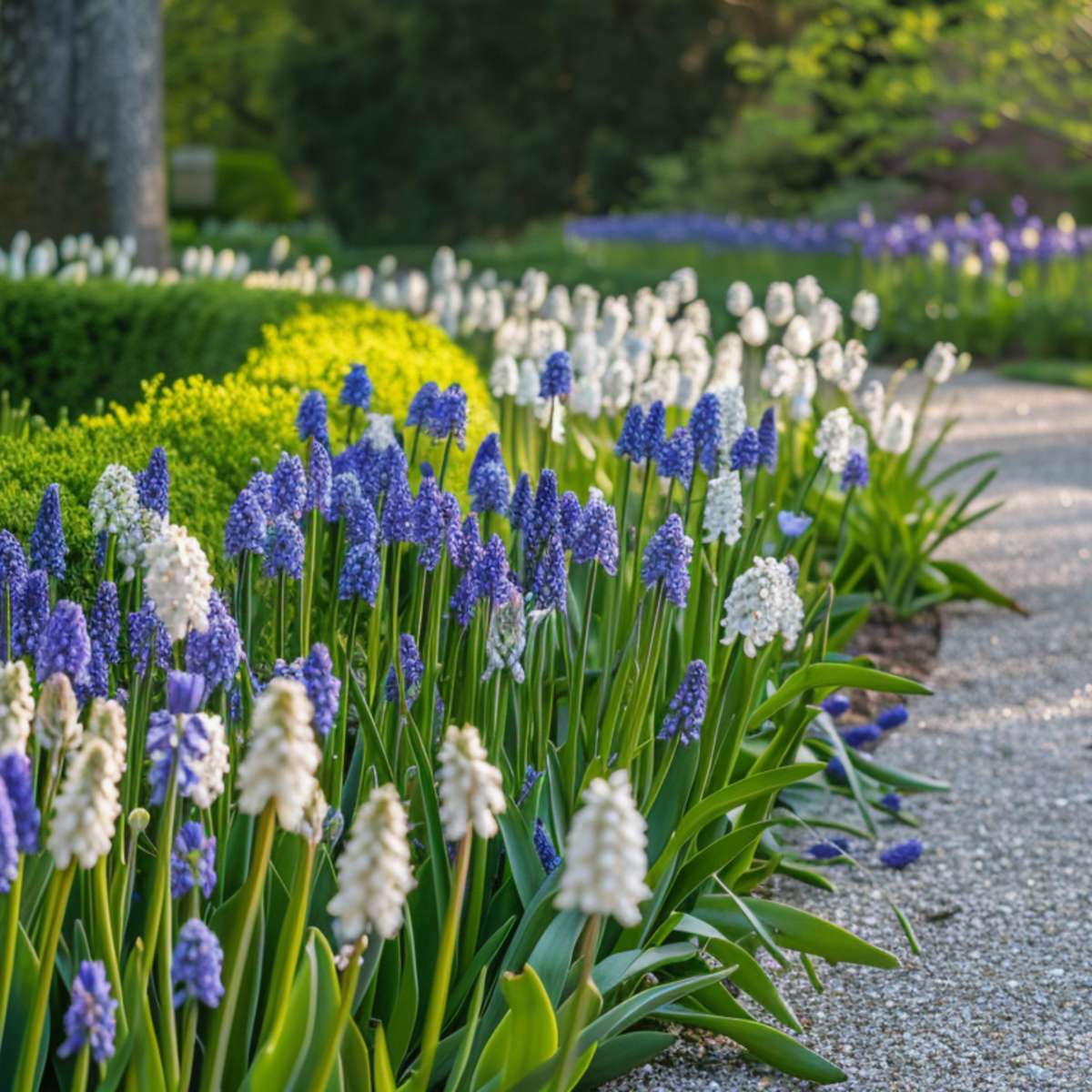 Perce-neige - Set de 50 - Muscari 'Magic Mix' - Bulbes à fleurs