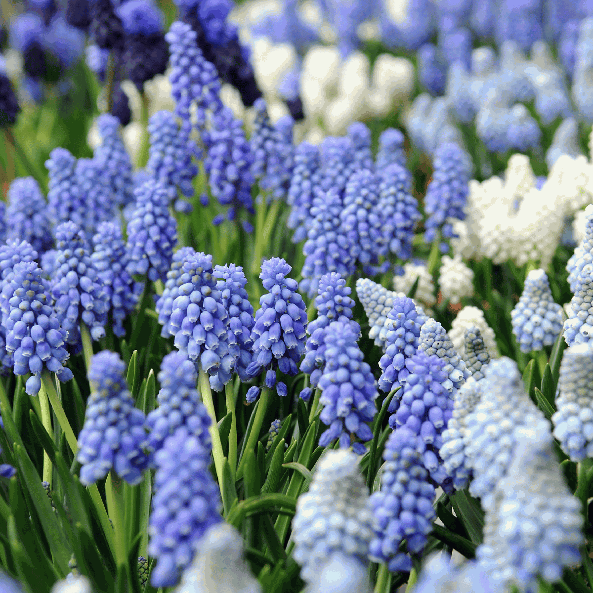 Perce-neige - Set de 50 - Muscari 'Magic Mix' - Bulbes à fleurs
