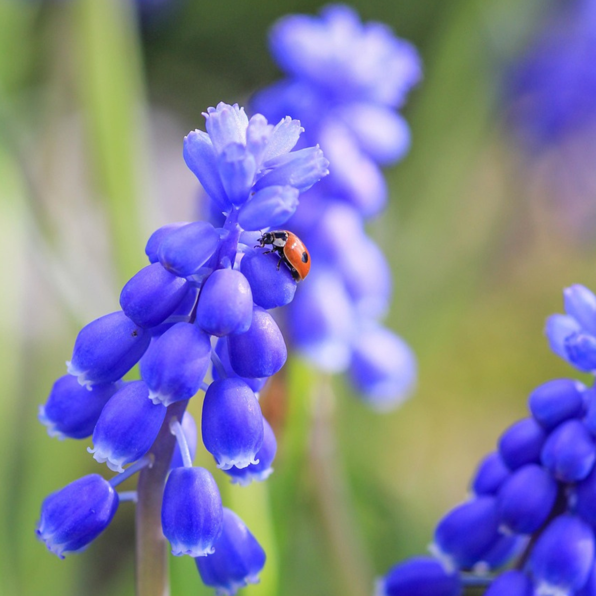 Perce-neige - Set de 50 - Muscari 'Magic Mix' - Bulbes à fleurs