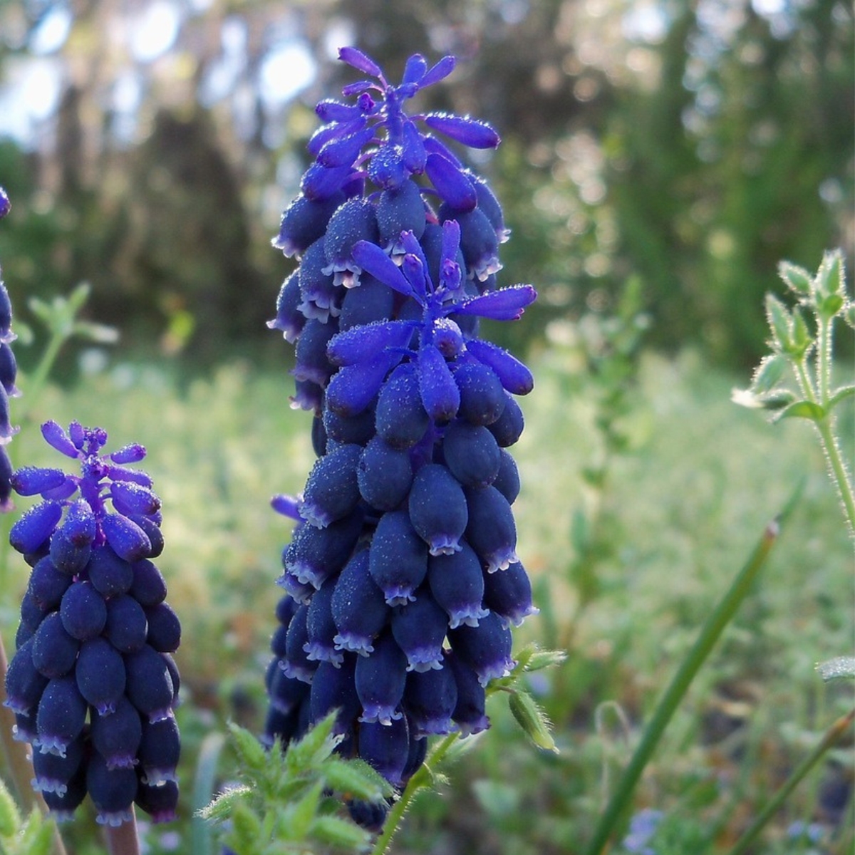 Perce-neige - Set de 50 - Muscari 'Magic Mix' - Bulbes à fleurs