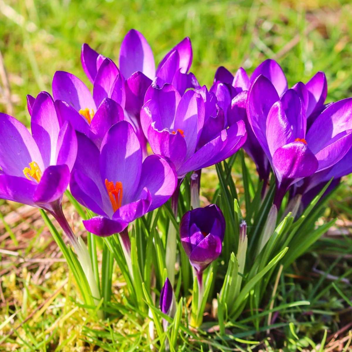 Fleur printanière - Set de 100 - Crocus 'Ruby Giant' - Bulbes à fleurs - Violet