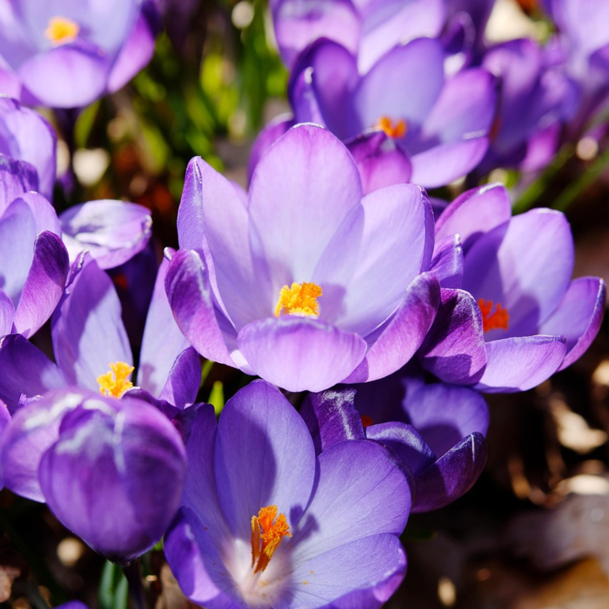 Fleur printanière - Set de 100 - Crocus 'Ruby Giant' - Bulbes à fleurs - Violet