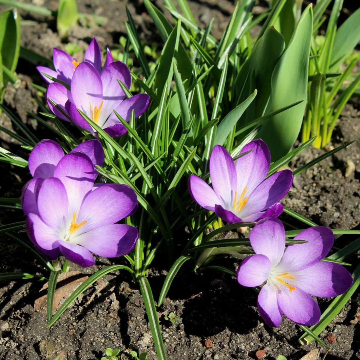Fleur printanière - Set de 200 - Crocus 'Ruby Giant' - Bulbes à fleurs - Violet - TD Plantz