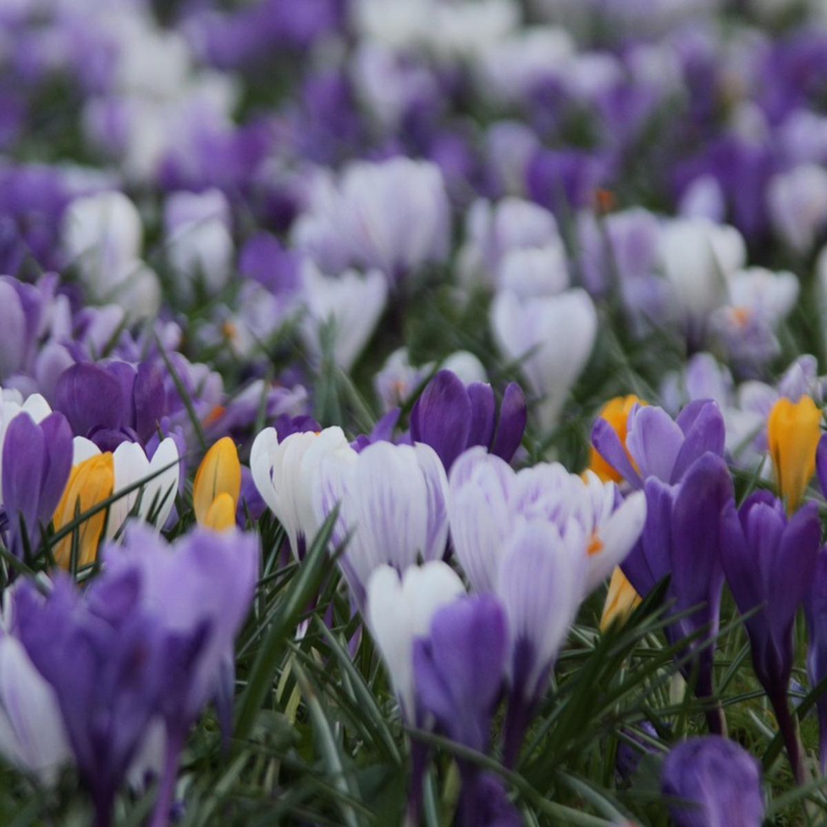 Fleur printanière - Set de 30 - Crocus 'Large Flowering Mix' - Bulbes à fleurs