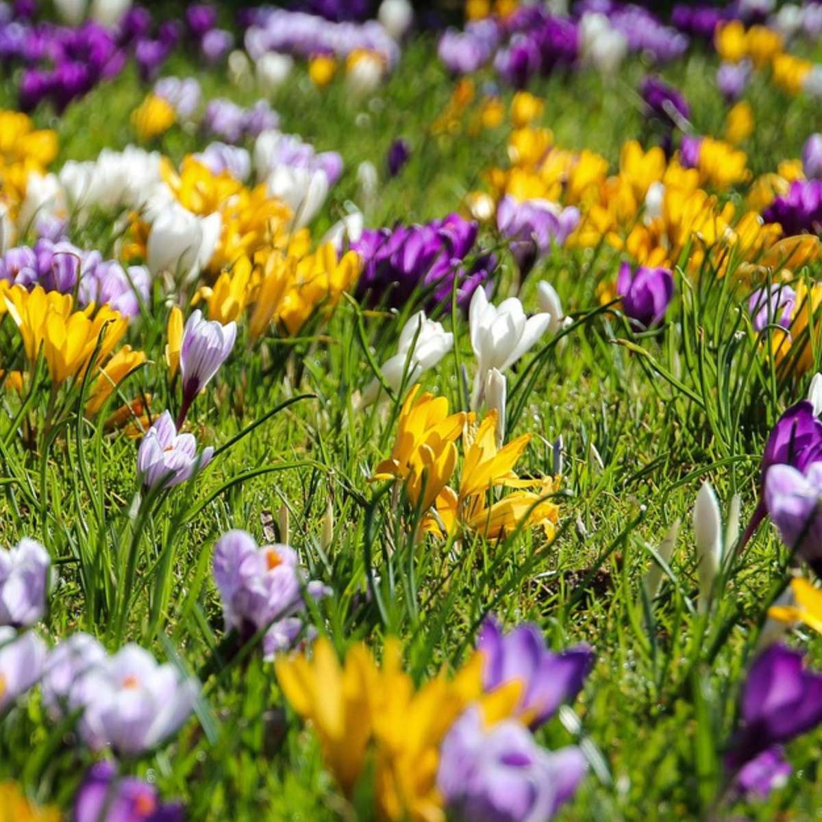 Fleur printanière - Set de 30 - Crocus 'Large Flowering Mix' - Bulbes à fleurs
