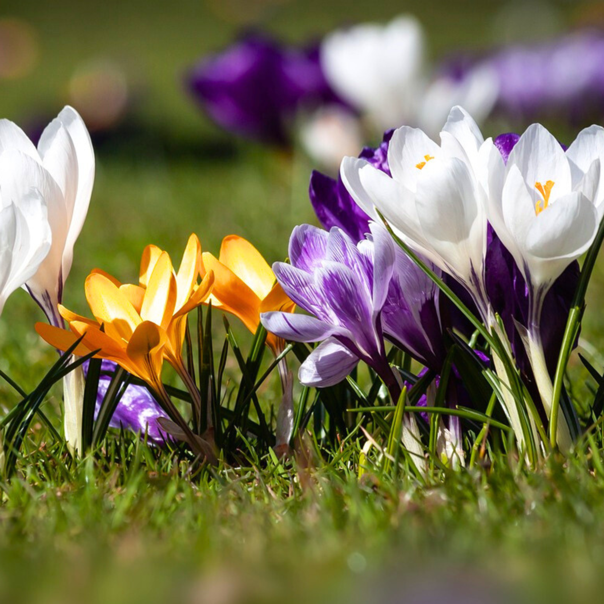Fleur printanière - Set de 30 - Crocus 'Large Flowering Mix' - Bulbes à fleurs