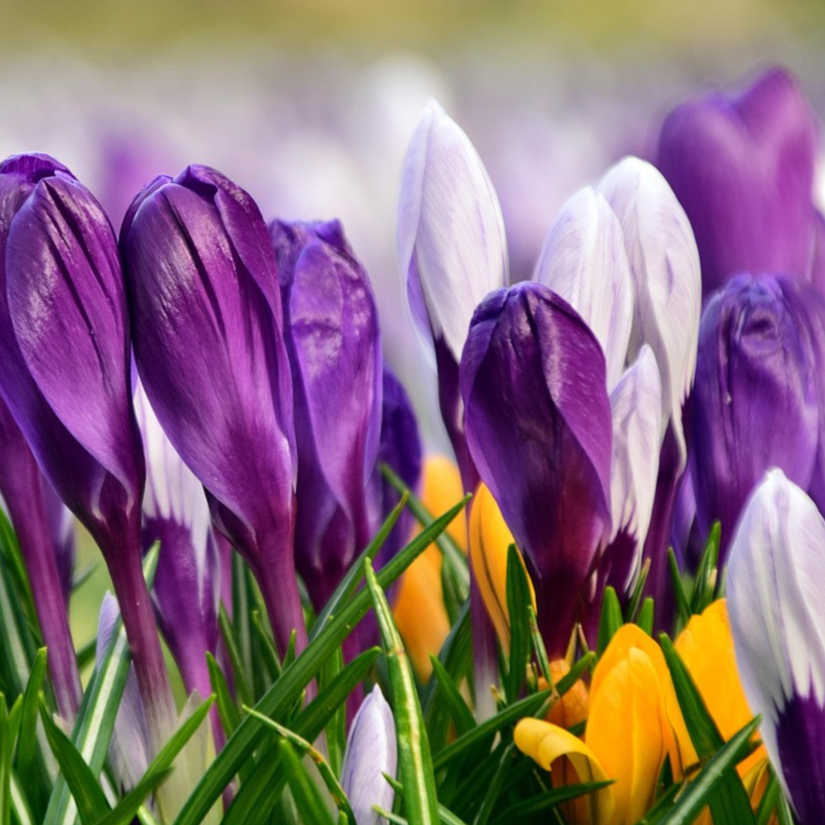 Fleur printanière - Set de 30 - Crocus 'Large Flowering Mix' - Bulbes à fleurs