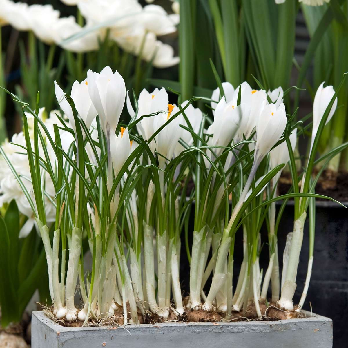 Fleur printanière - Set de 30 - Crocus 'White' - Bulbes à fleurs - Blanc - TD Plantz