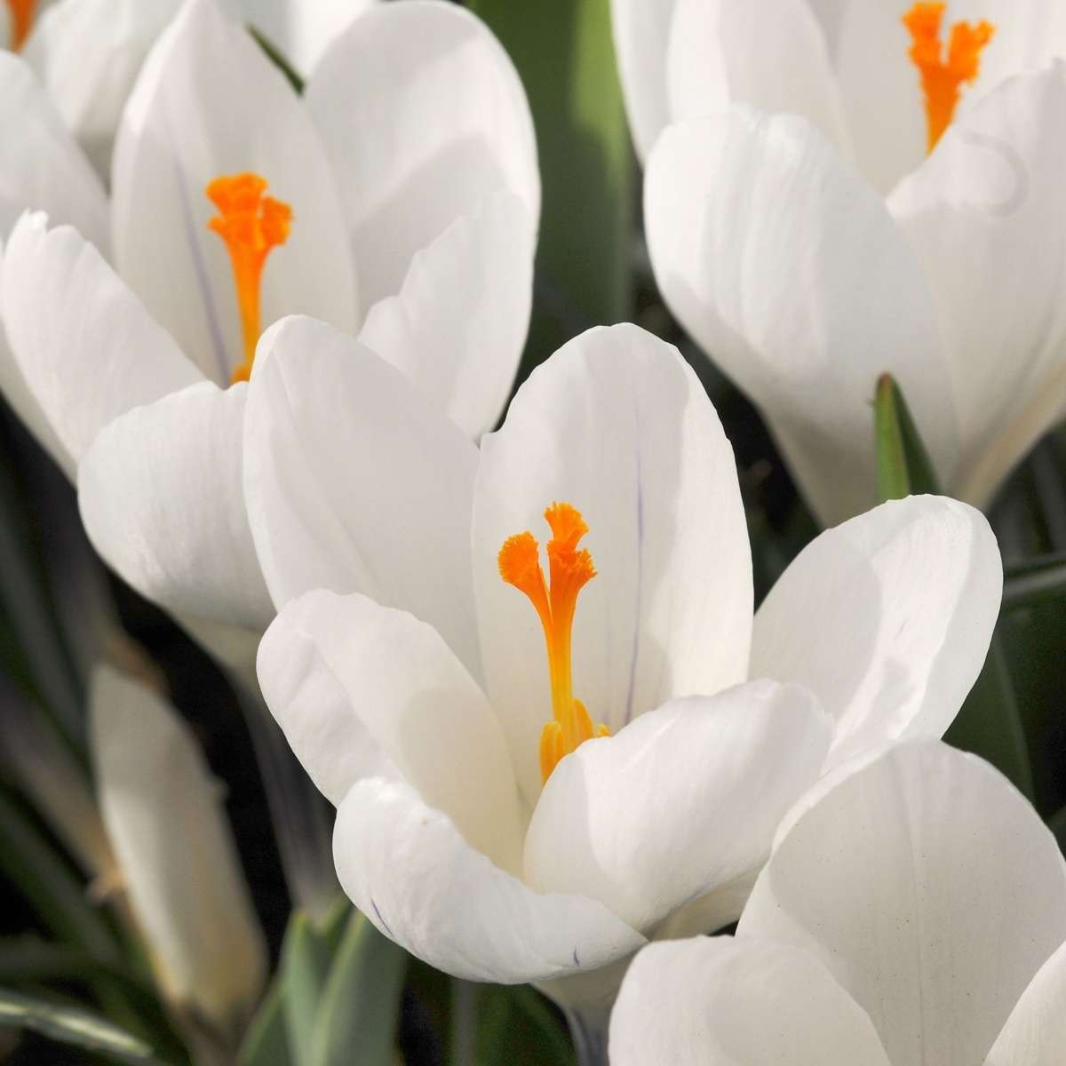 Fleur printanière - Set de 30 - Crocus 'White' - Bulbes à fleurs - Blanc - TD Plantz