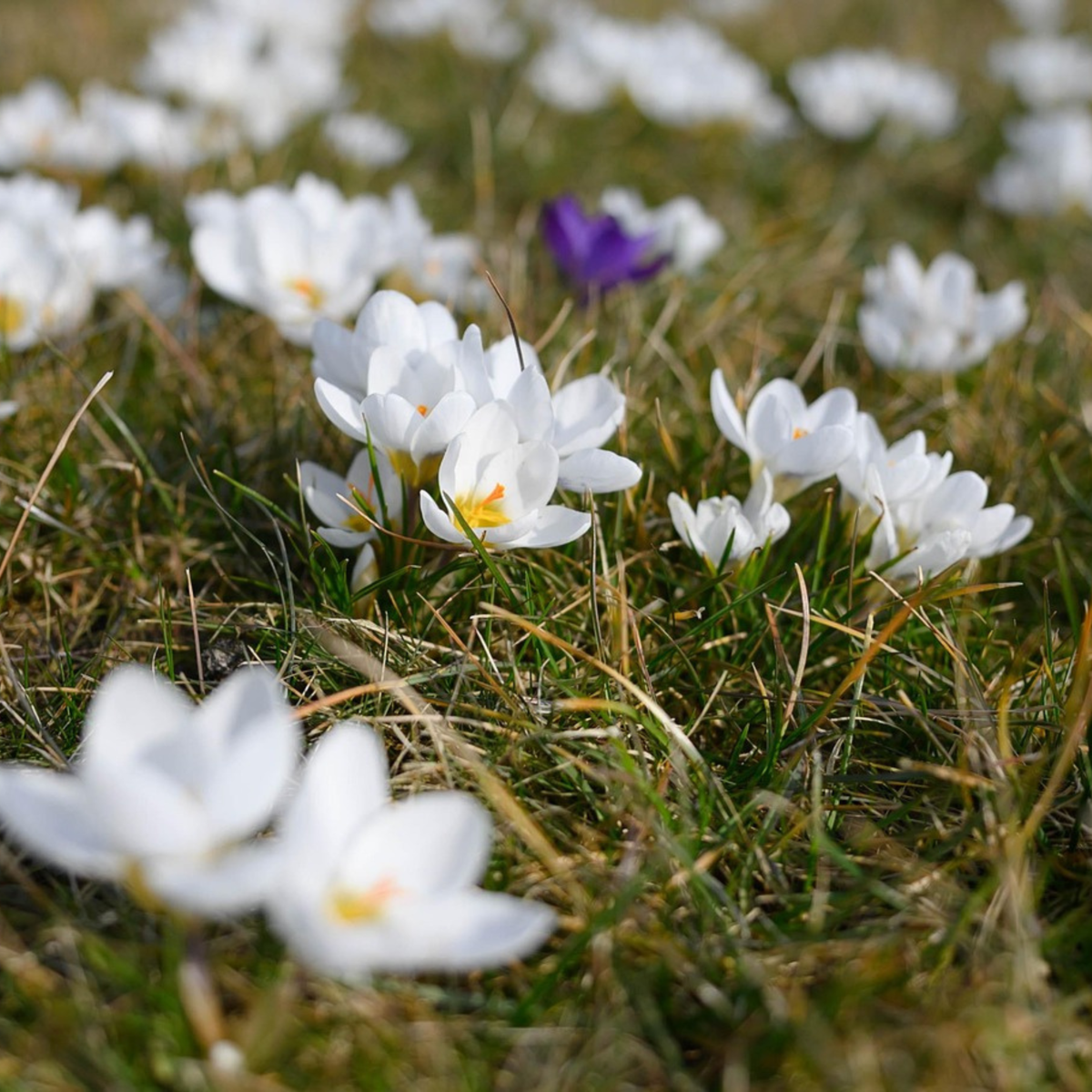 Fleur printanière - Set de 30 - Crocus 'White' - Bulbes à fleurs - Blanc - TD Plantz