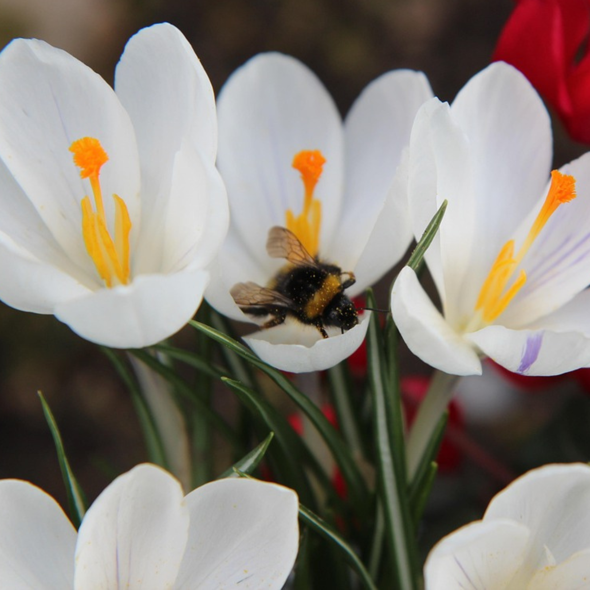 Fleur printanière - Set de 30 - Crocus 'White' - Bulbes à fleurs - Blanc - TD Plantz