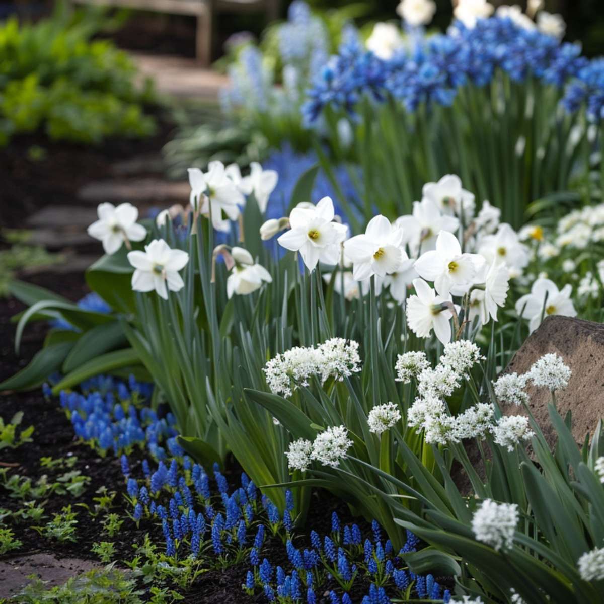 Bulb Garden VJ Blue - 250 pcs. - Flower Bulbs - Blue