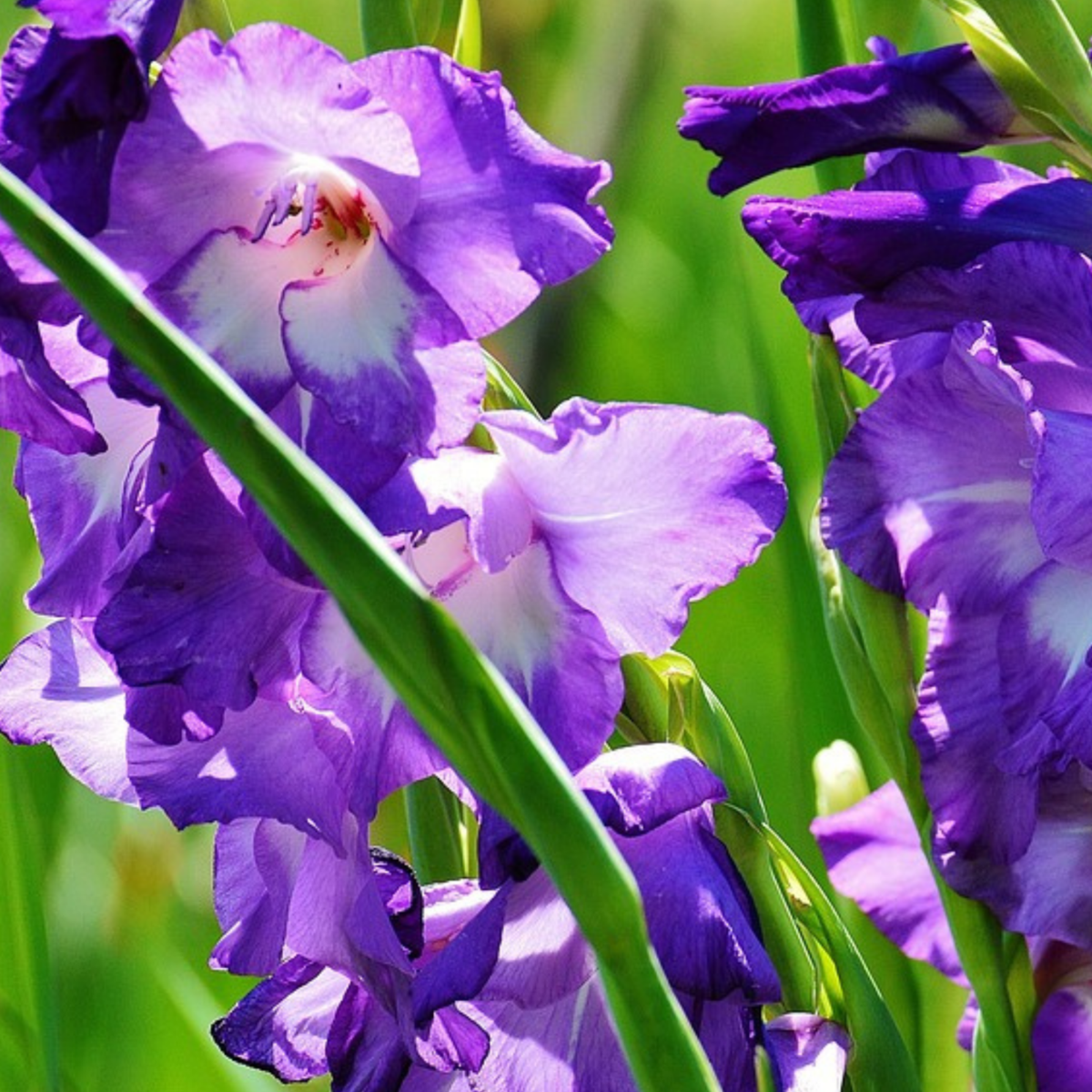 Bulb Garden VJ Blue - 250 pcs. - Flower Bulbs - Blue
