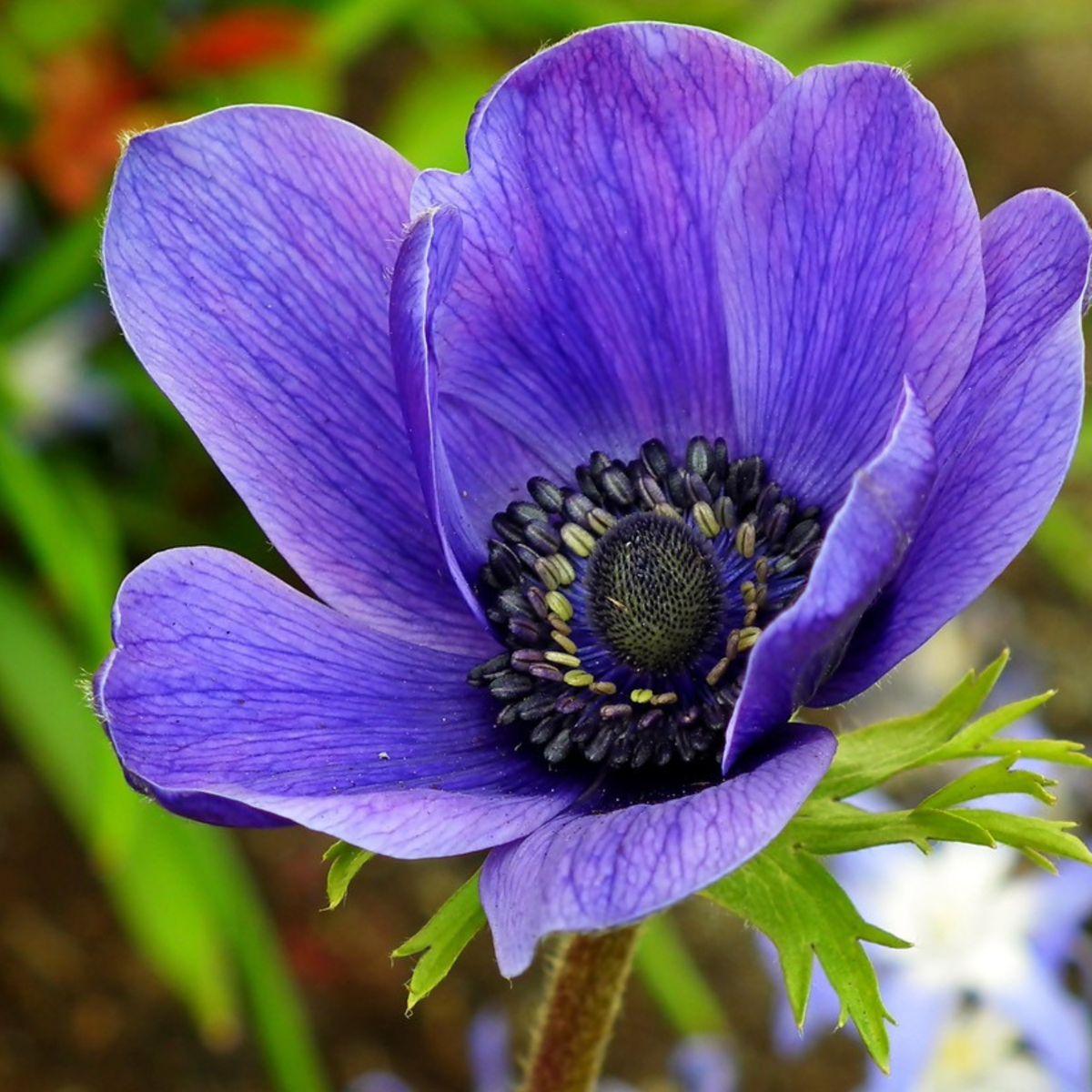 Bulb Garden VJ Blue - 250 pcs. - Flower Bulbs - Blue