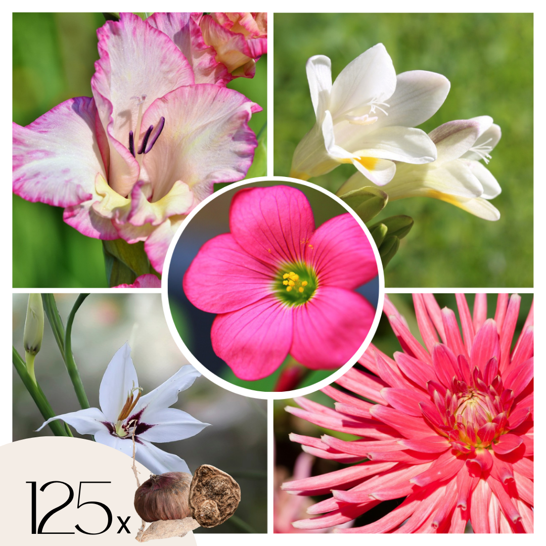 Bulb Garden VJ Pink - 125 pcs. - Flower Bulbs - Pink