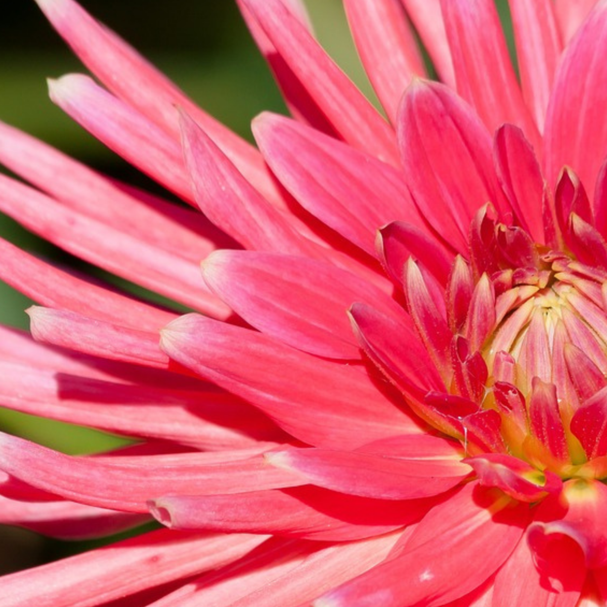 Bulb Garden VJ Pink - 250 pcs. - Flower Bulbs - Pink