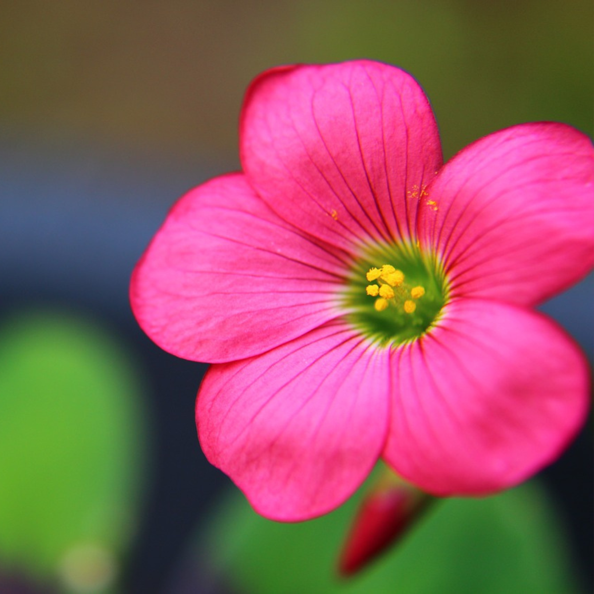 Bulb Garden VJ Pink - 250 pcs. - Flower Bulbs - Pink