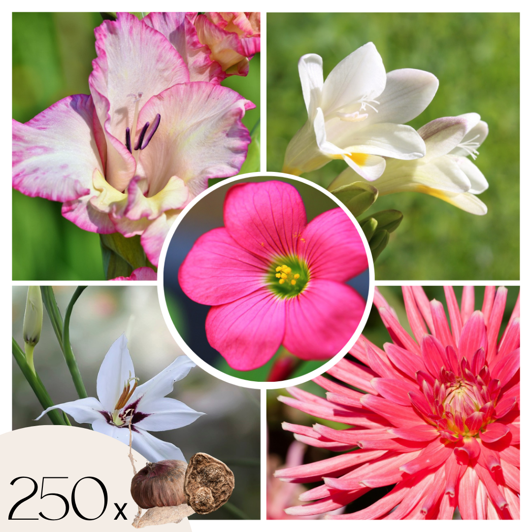 Bulb Garden VJ Pink - 250 pcs. - Flower Bulbs - Pink