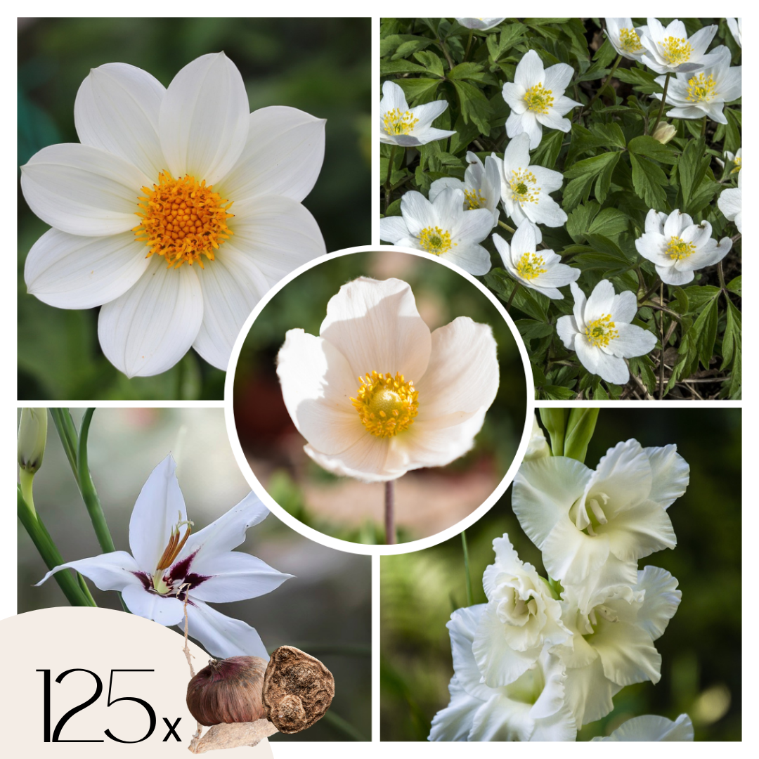 Mélange de bulbes pour le jardin - Set de 125 - Anemone Allium Gladiolus Dahlia