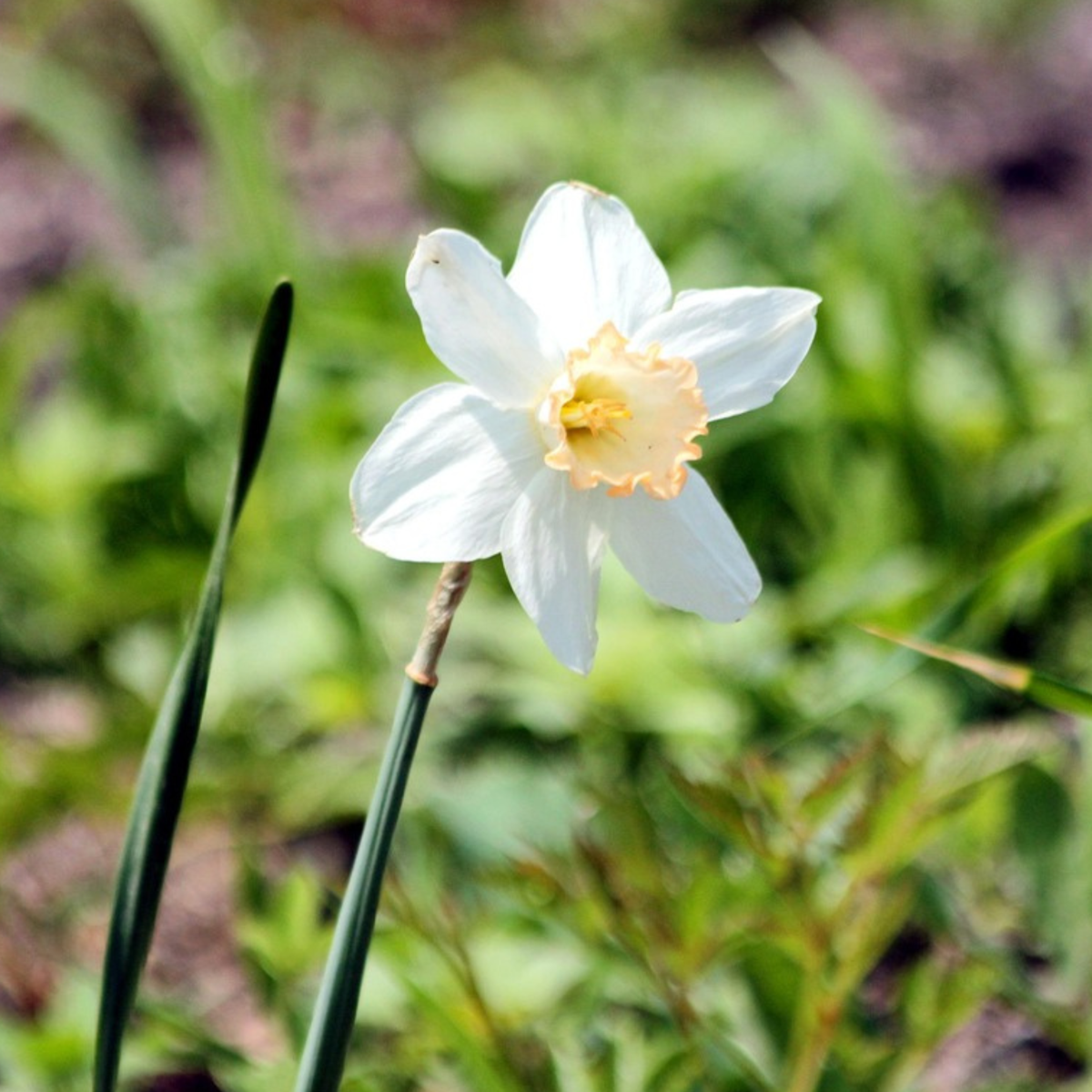 Wet Garden Box - 30 flower bulbs for moist and rainy locations