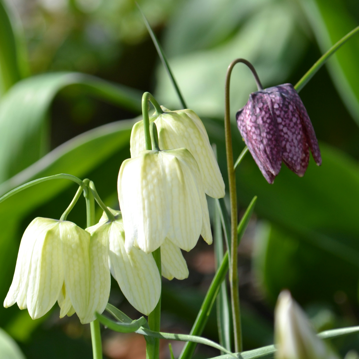 Wet Garden Box - 30 flower bulbs for moist and rainy locations