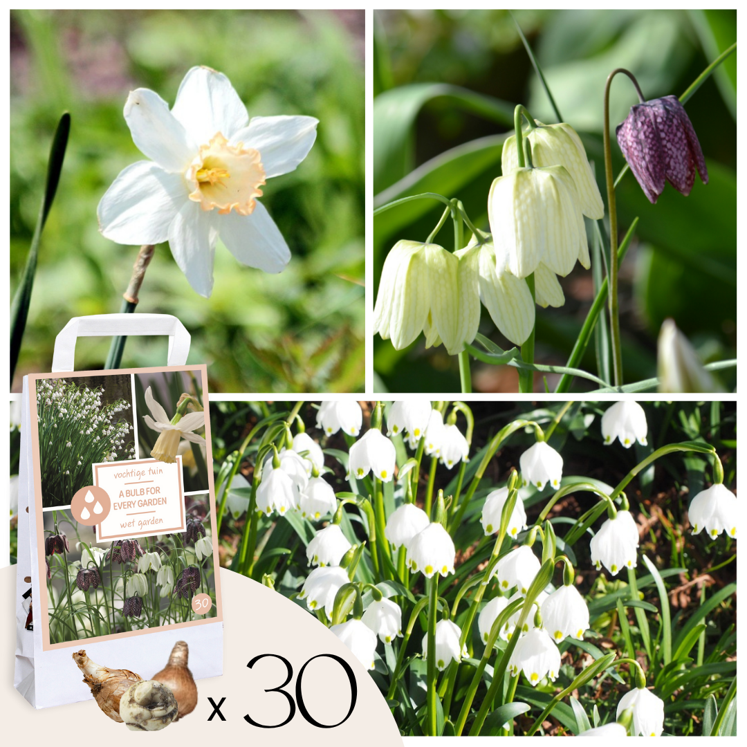 Wet Garden Box - 30 flower bulbs for moist and rainy locations